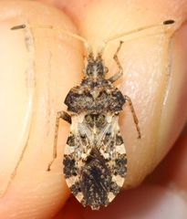 Centrocoris variegatus