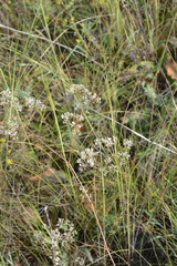 Gypsophila altissima