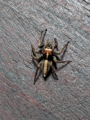 Salticidae
