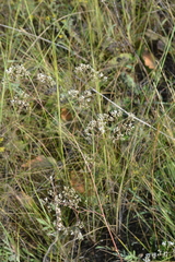 Gypsophila altissima