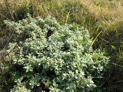 Helichrysum panduratum