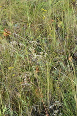 Gypsophila altissima