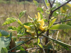 Crotalaria pallida