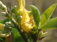 Crotalaria pallida