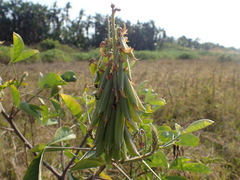 Crotalaria pallida