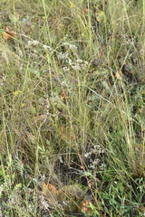 Gypsophila altissima