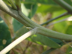 Crotalaria pallida