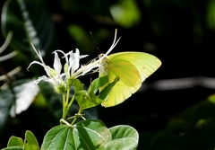 Aphrissa statira statira