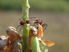 Myrmicaria natalensis