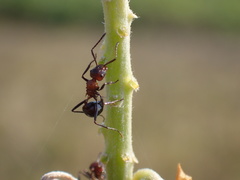 Myrmicaria natalensis