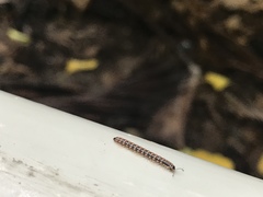 Helicorthomorpha