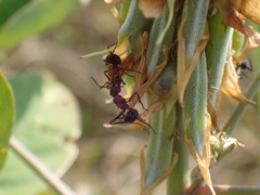 Myrmicaria natalensis