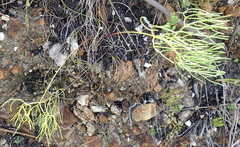 Nanobubon capillaceum