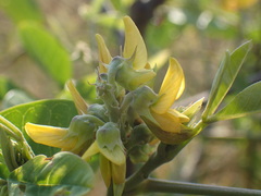 Crotalaria pallida