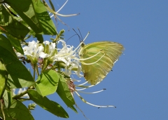 Aphrissa statira statira