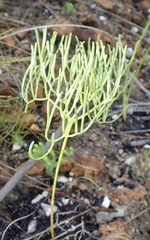 Nanobubon capillaceum