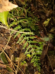 Asplenium bulbiferum