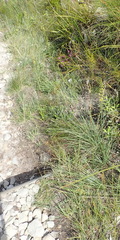 Bulbine cepacea