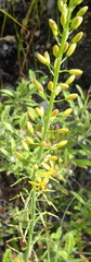 Bulbine cepacea