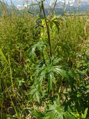 Delphinium cyananthum