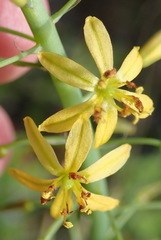 Bulbine cepacea