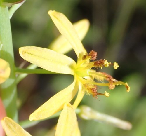 Image of Bulbine cepacea by (c) Nicola van Berkel, some rights reserved (CC BY-SA)