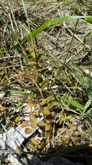 Argentina anserinoides