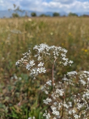 Gypsophila altissima