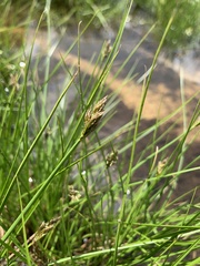 Carex leporinella