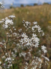 Gypsophila altissima