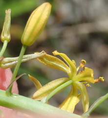 Bulbine cepacea