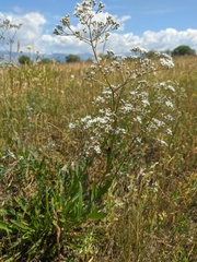 Gypsophila altissima