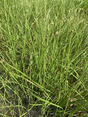 Carex leporinella