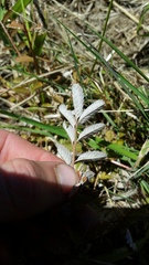 Argentina anserinoides