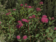 Spiraea splendens splendens