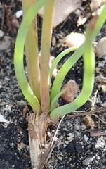Bulbine cepacea