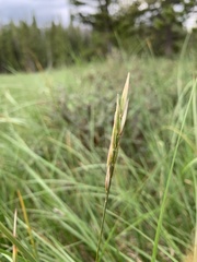 Danthonia intermedia