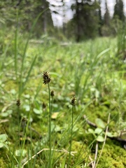 Carex illota