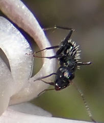 Camponotus niveosetosus