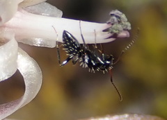 Camponotus niveosetosus