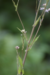 Romanschulzia arabiformis