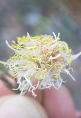 Desmanthus cooleyi
