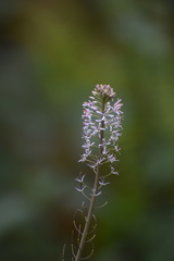 Romanschulzia arabiformis