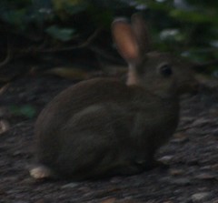 Oryctolagus cuniculus