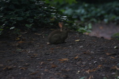 Oryctolagus cuniculus