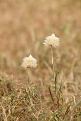 Ptilotus xerophilus
