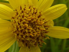 Arnica chamissonis
