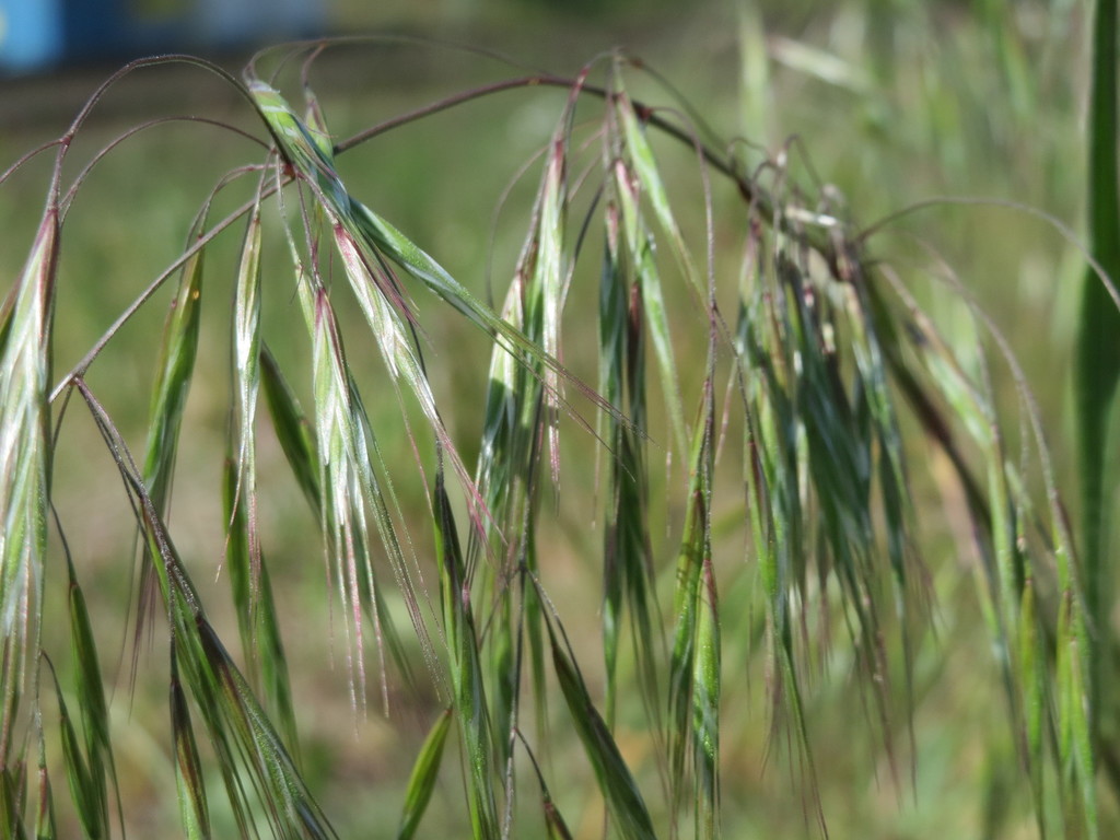 Barren Brome Garden Plantes Luxembourg Inaturalist