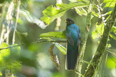 Apaloderma vittatum