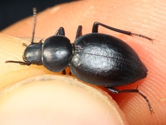 Tentyria mucronata